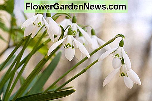 Snowdrops（Galanthus）の花はいつですか？