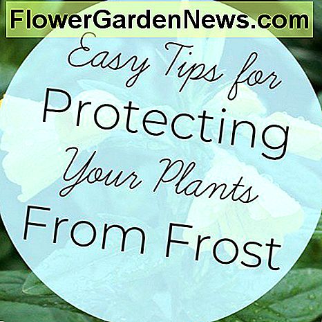 霜から植物を保護する10の簡単な方法