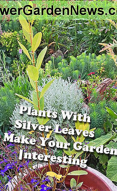 あなたの庭を面白くするための銀葉の5つの植物