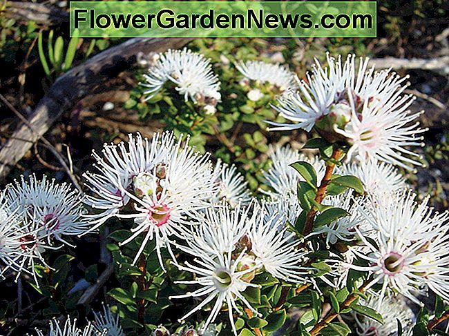 オーストラリア原産植物プロファイル：マントリー（Kunzea Pomifera）