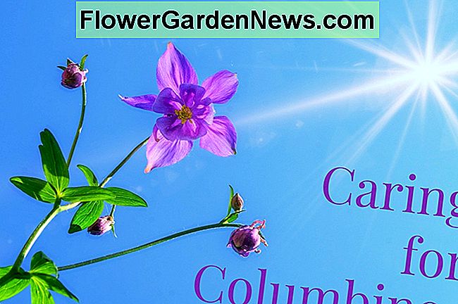 コロンバインの花の成長とケアの方法