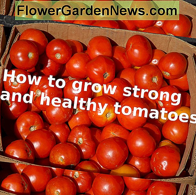 健康なトマト植物を育てる方法