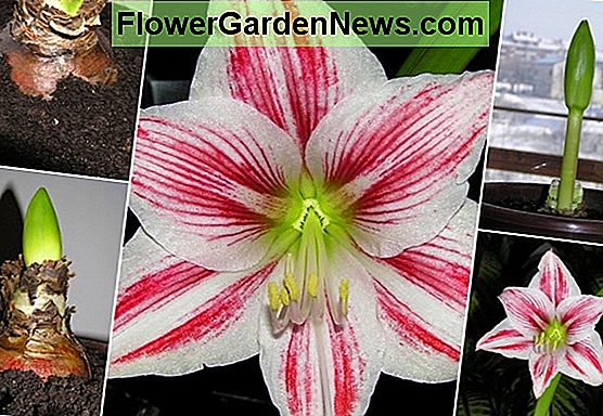 Amaryllis ili Hippeastrum - kako ponovno rasti i cvjetati