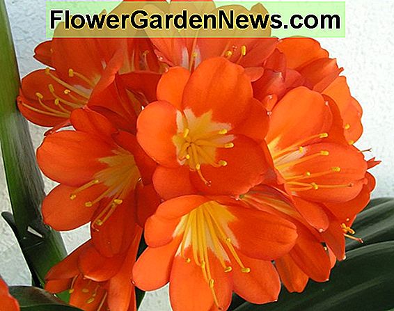Clivea Miniata: Cvjetna sobna biljka koja se lako održava