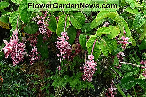 Medinilla Magnifica, zvana i malezijska orhideja ili ružičasta fenjera