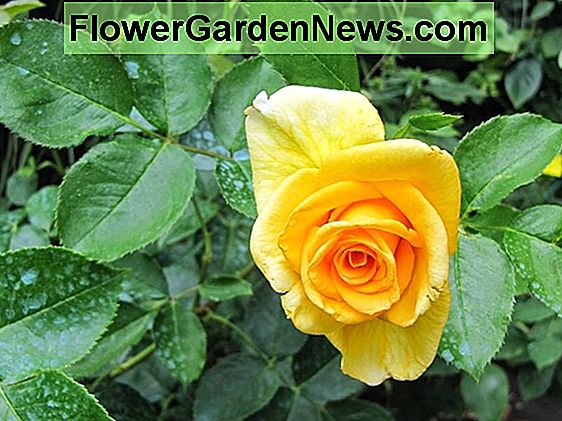 A legjobb és illatos rózsák a rózsavíz és a potpourris készítéséhez