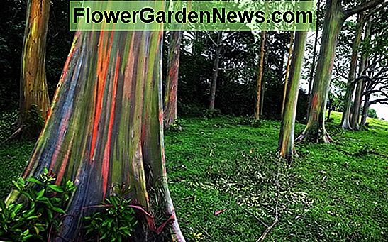 Eukaliptusz: Növekvő trópusok otthona számára