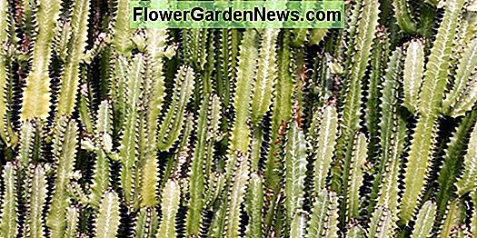 Az Euphorbia Trigona gondozása és terjesztése