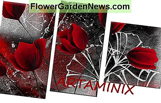 Tulipani d'acquisto - Tempi di fioritura, migliori lampadine perenni