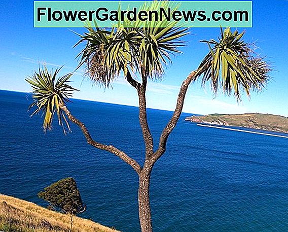 Cordyline Australis: una palma tropicale per un clima più fresco