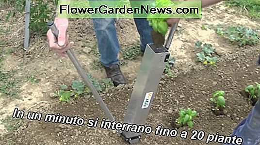 Come piantare un giardino facile e veloce in sacchi di terreno senza scavare