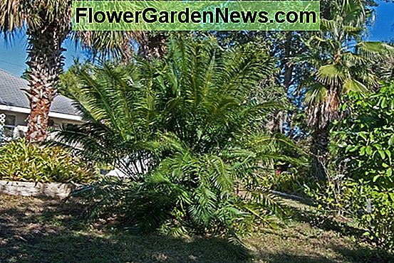 Killing Cycad Scale With Coffee Grounds