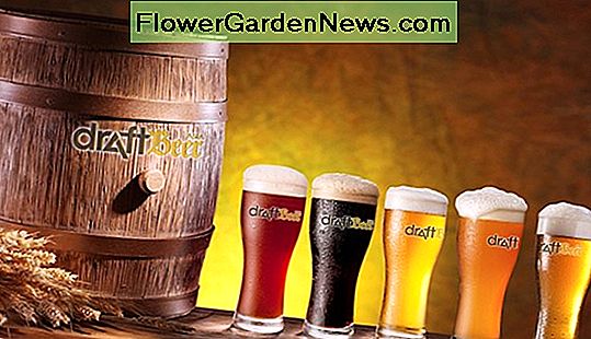 Trồng hoa bia ở Florida cho bia Homebrewed