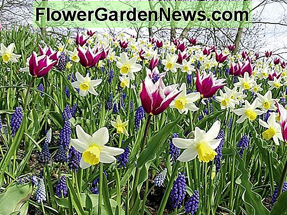 Un bordo di tulipani primaverili a lunga durata per settimane di colore