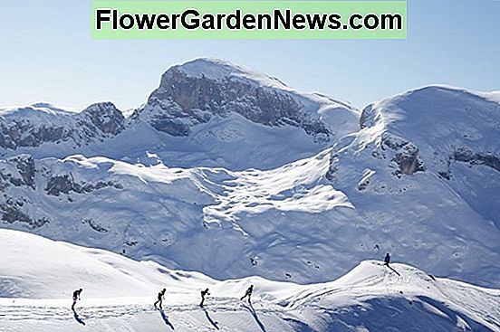 Una coppia super arrampicata con Clematis montana Grandiflora