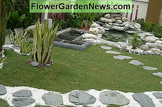 Một ý tưởng sân cỏ tuyệt đẹp với Chionodoxa, Anemone Blanda & Muscari Azureum