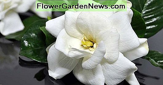 Gardenia bud cseppprobléma