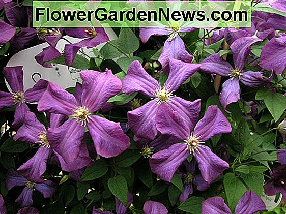 Clematis - Viticella Group