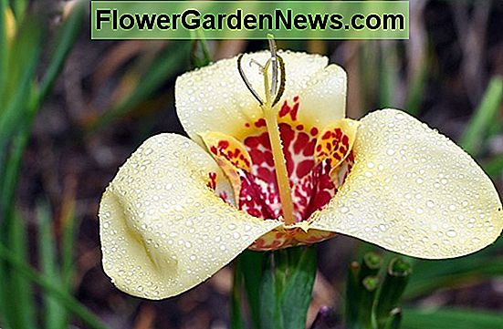 Tigridia pavonia (tigrov cvijet)