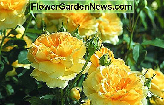 Il miglior David Austin Roses per i Pacific Northwest Gardens - #2