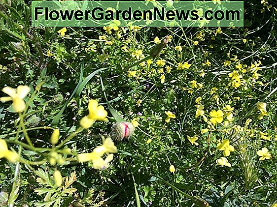 Magnolie a fiore giallo preferite per il tuo giardino