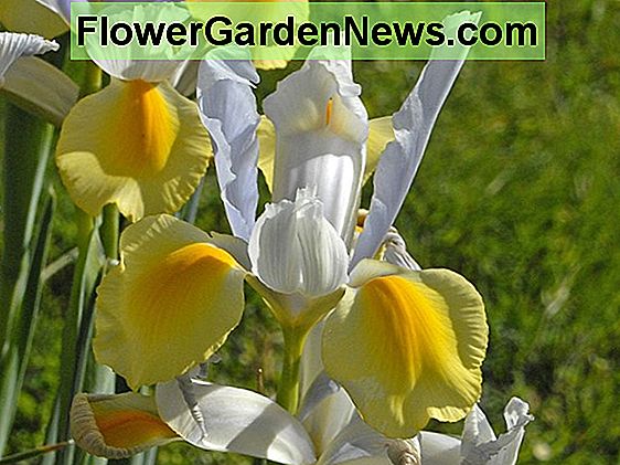 Iris hollandica (Dutch Iris)