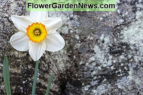 Narcissi Narcisi Consigli Utili Giardinieri E Giardinieri 2021