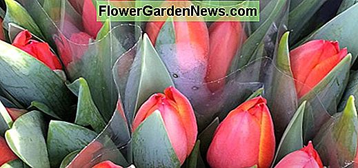 Tulipani in anticipo singoli