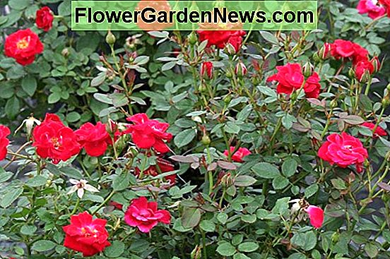Varieties Gardenia Sederhana Kegemaran