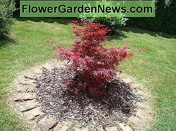 Acer palmatum 'Bloodgood' (japanski javor)