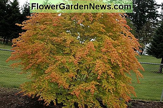 Acer palmatum 'Shin-Deshojo' (japanski javor)