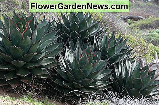 Agave shawii (Shaw's Agave)