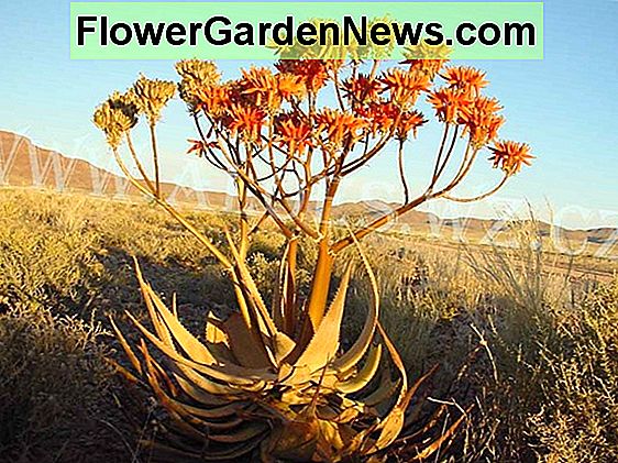 Aloe hereroensis (Sand Aloe)