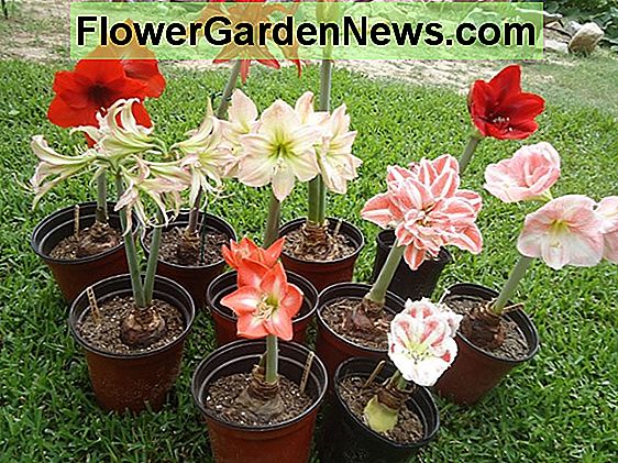 Amaryllis 'Faro' (Hippeastrum) ? Korisni Savjeti Vrtlari I Vrtlari | 2023