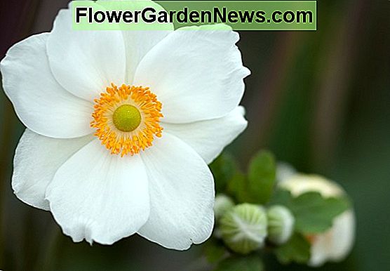 Anemona x hybrida 'Serenada' (japanska anemona)