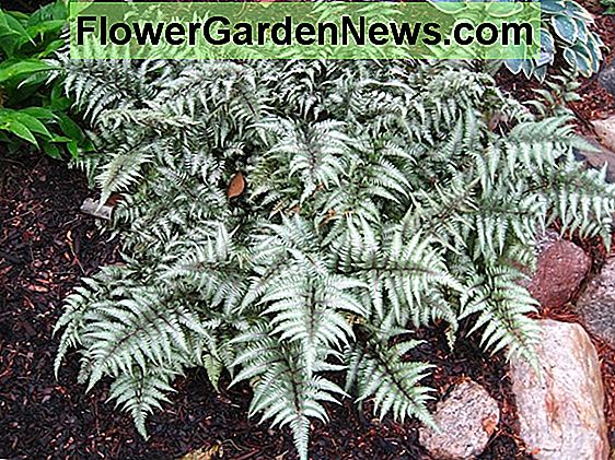 Athyrium niponicum var. pictum 'Pewter Lace' (Painted Lady Fern)