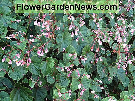 Begonia grandis 'Herojska pirouette' (Hardy Begonia)