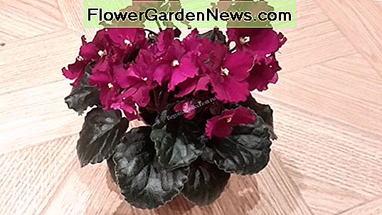 Begonia 'Picotee Lace Red'