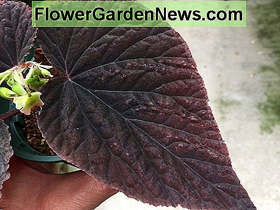 Begonia solananthera (Trái tim Brazil Begonia) ? MẹO Làm VườN Và NgườI Làm  VườN HữU Ích | 2022