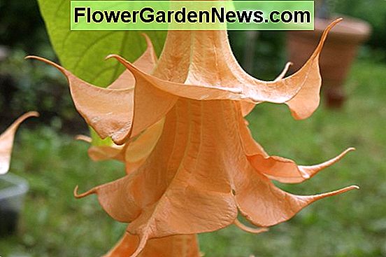 Brugmansia versicolor (Anđeoska truba)