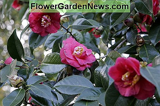 Camellia japonica 'April Blush'
