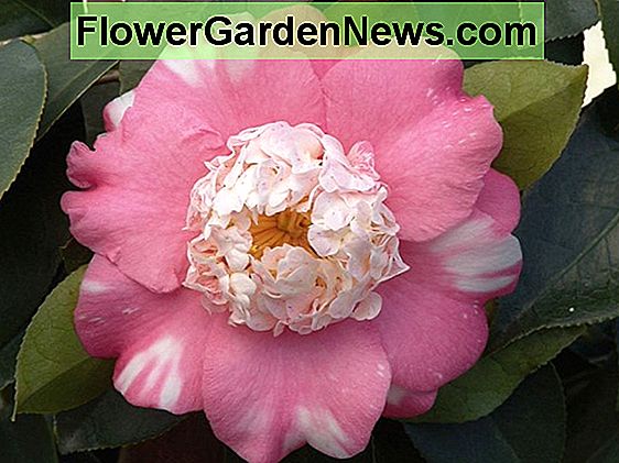 Camellia japonica 'Australis'