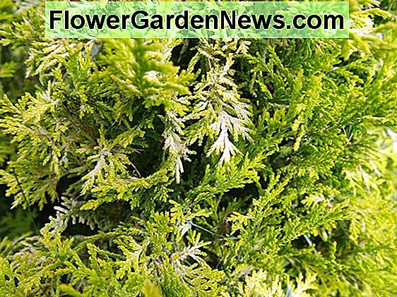 Chamaecyparis pisifera 'Soft Serve Gold' (Sawara Cypress)