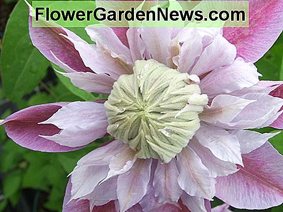 Clematis 'Hyde Hall' (Clematide a fiore grande precoce)
