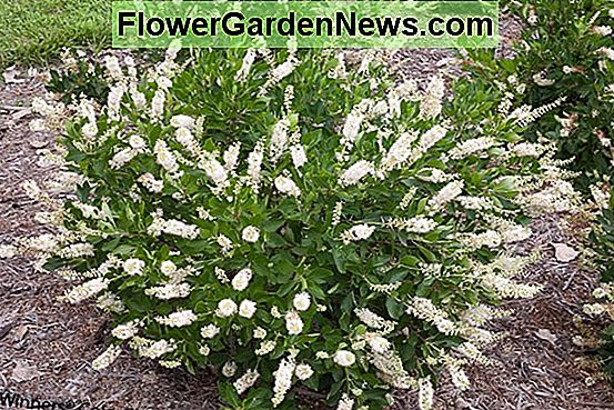 Clethra alnifolia 'Ruby Spice' (Summersweet)