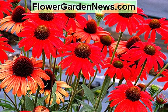 Echinacea 'Sombrero Salsa Red' (Hoa hướng dương)