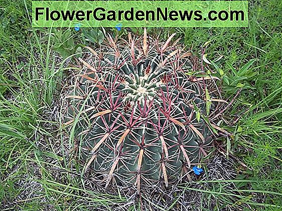 Ferocactus pilosus (meksički vapneni kaktus)
