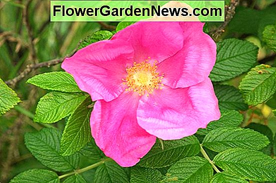 Fragaria × ananassa 'Pink Berried Treasure Pink' (vječna jagoda)
