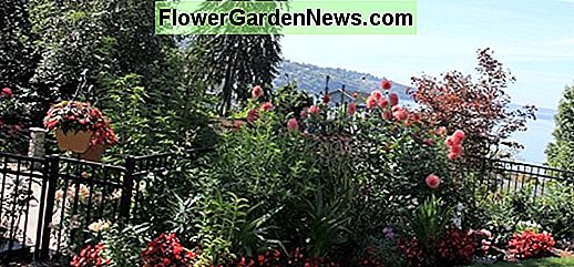 Fuchsia 'Dying Ember' (Hardy Fuchsia)