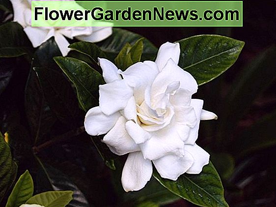 Gardenia jasminoides 'August Beauty' (Cape Jasmine)